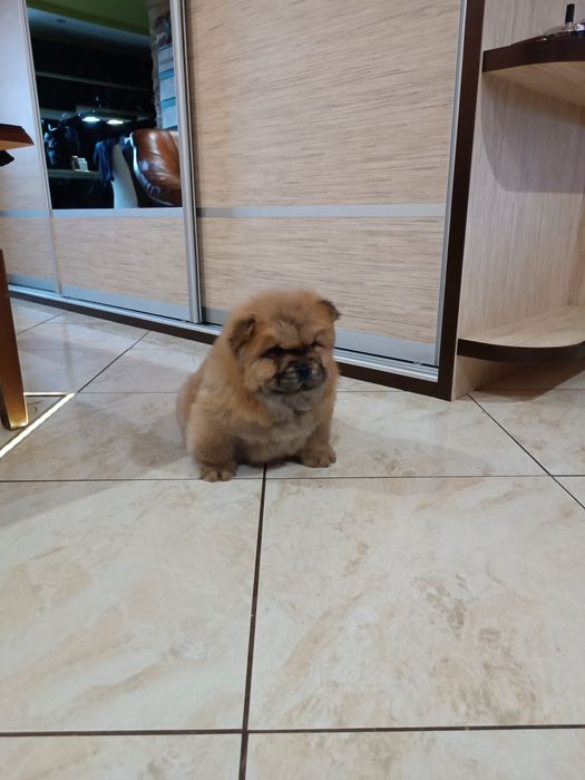 Szczeniak Chow chow (Piesek)