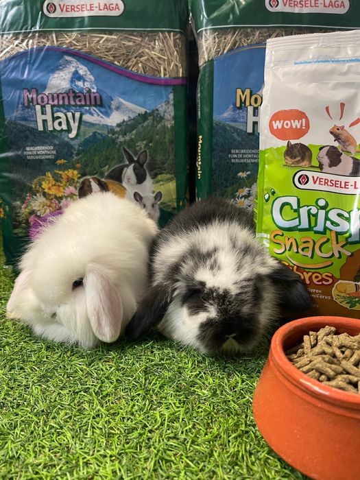 Coelho Anão Mini Lop Belier - LOJA!!