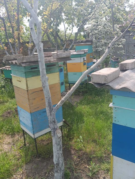 Бджільництво , продам пасіку .
