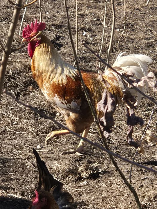 Koguty, mlode. Sprzedam