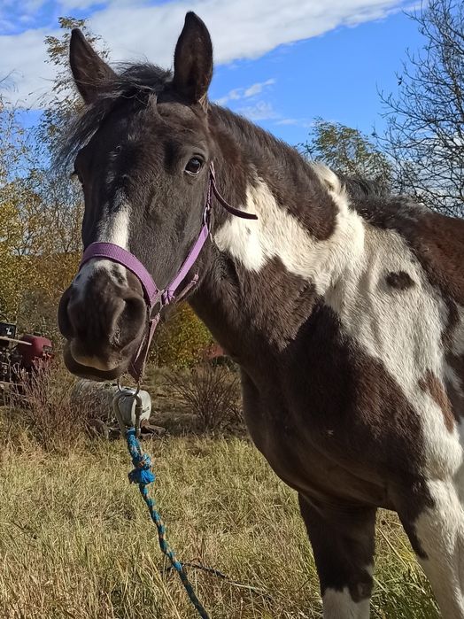 Klacz huculska 3 letnia