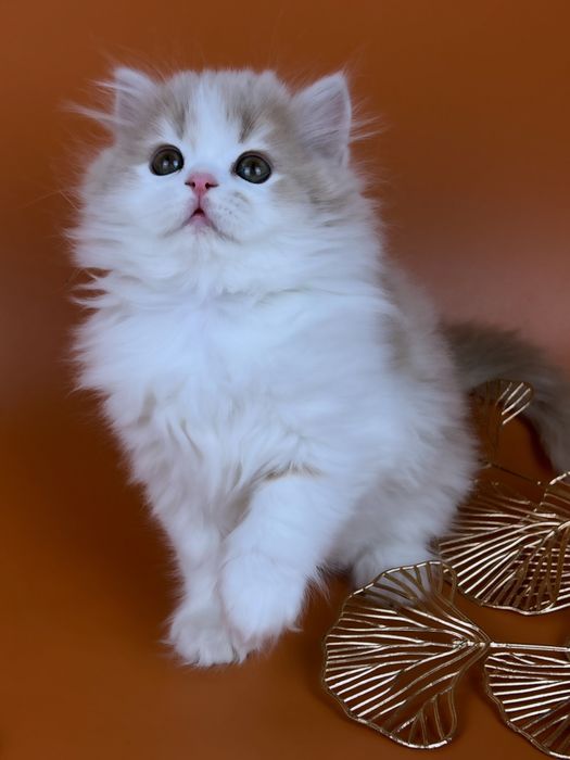 Шотландське кошеня.