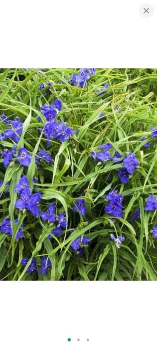 Традисканція садова,хости,медунка,насіння декоративного маку,мірабіліс