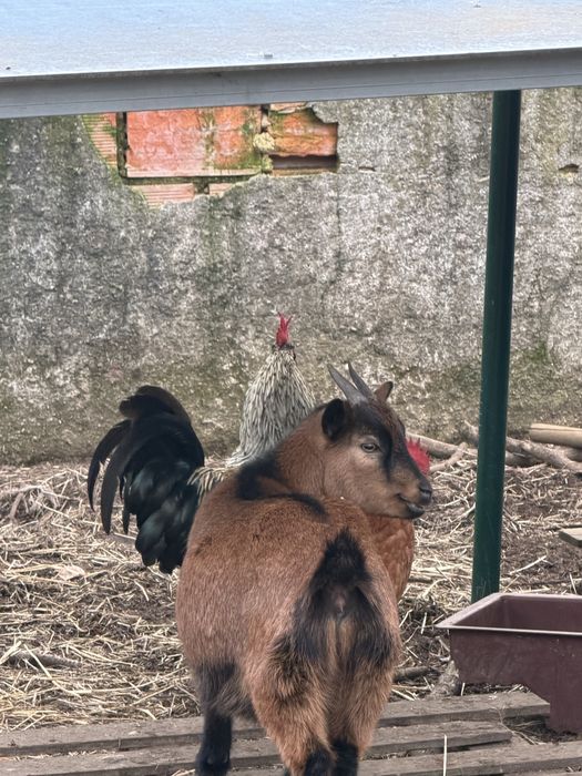 Cabras anãs bicolores