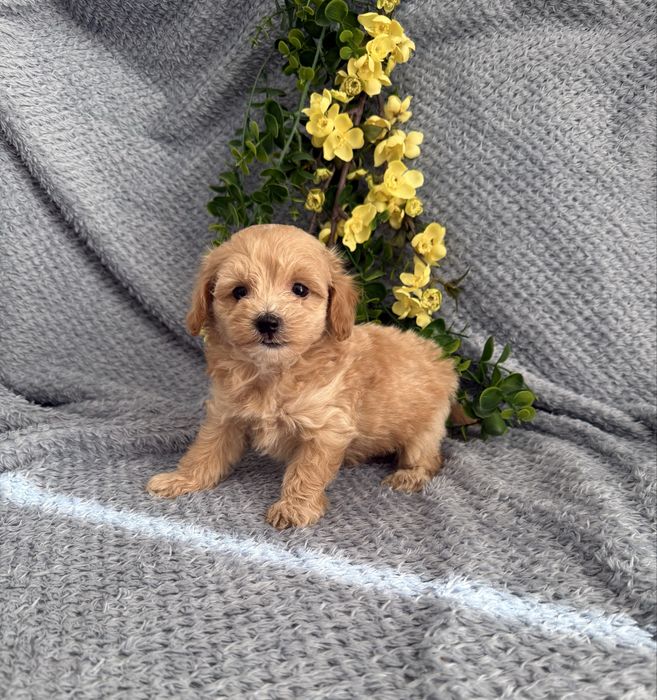 Excelente Maltipoo de Qualidade