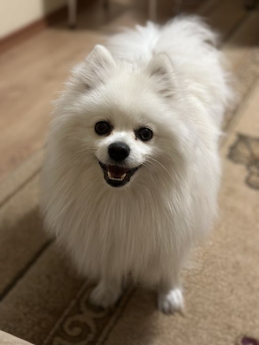 Шпиц померанский вязка