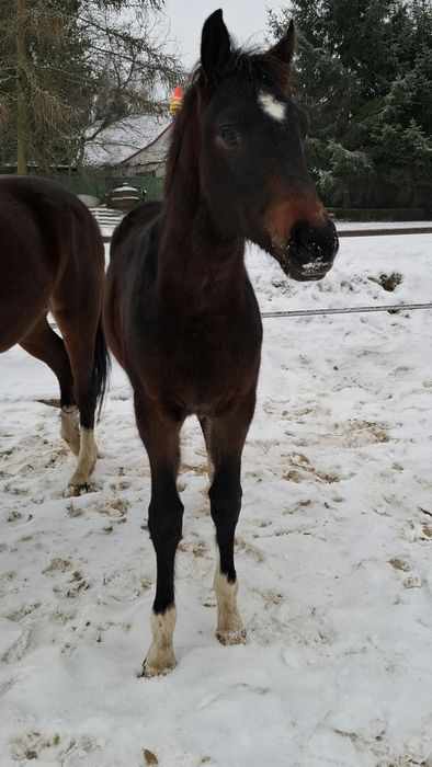 Ogierek ODSADEK-źrebię 7msc, rasy Polski Koń Sportowy, ojciec holsztyn