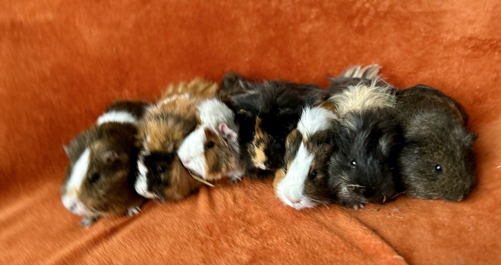 Świnki morskie samce samiczki