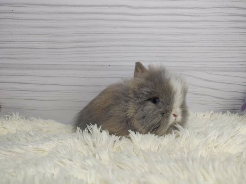 Króliczki Karzełki Teddy, Mini Lop, Karzełek, Miniaturka.