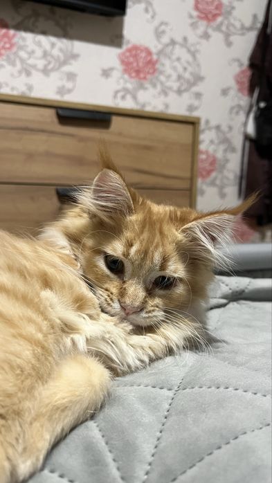 Красная рыжая Девочка мейн-кун