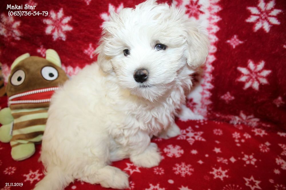Елітне цуценя мальтійської болонки шоу-класу