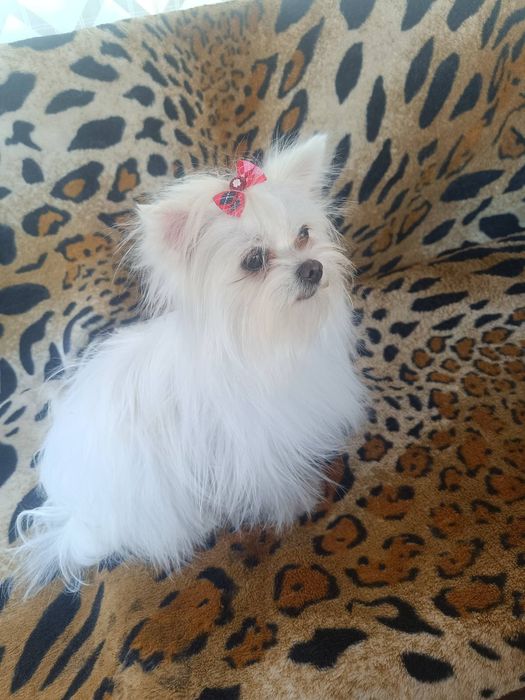 Продается последняя девочка мальтишпиц