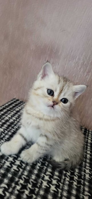 Шотландські кошенята