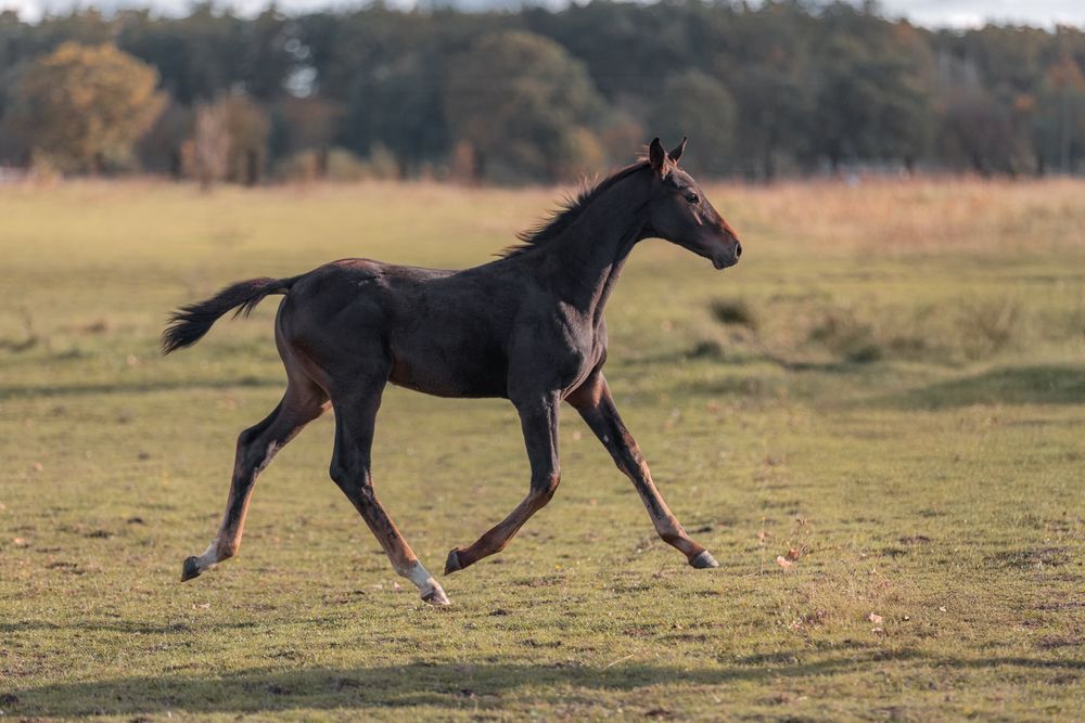 Ogierek 2025 !! Sport !! Top Horse !!