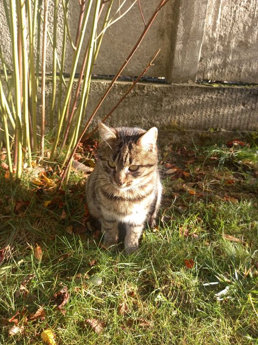 Киця в добрі руки