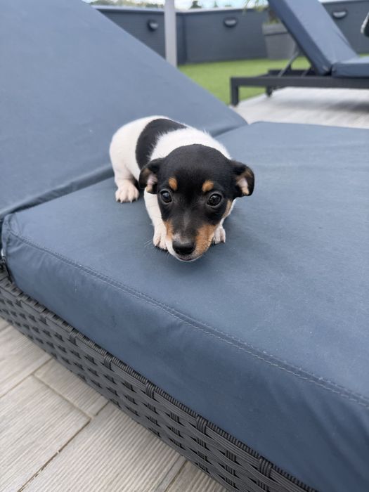 Jack russell femea fantastica
