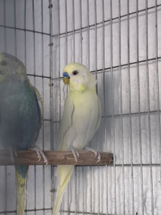 Tenho algumas aves disponíveis