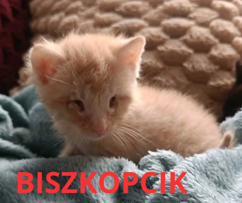 Najsłodsze kotki czekają na Ciebie!