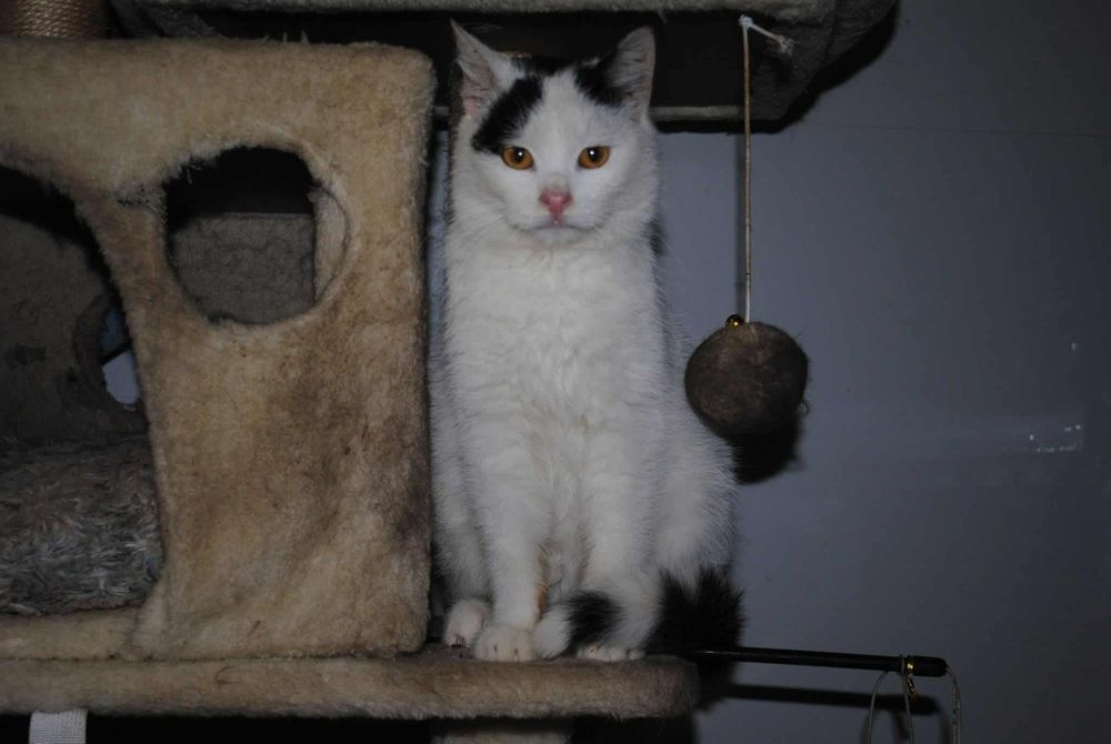 Wojtuś czeka na dom