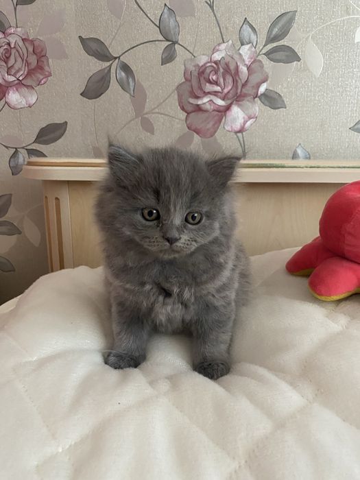 Кошеня британець чекає на своїх друзів