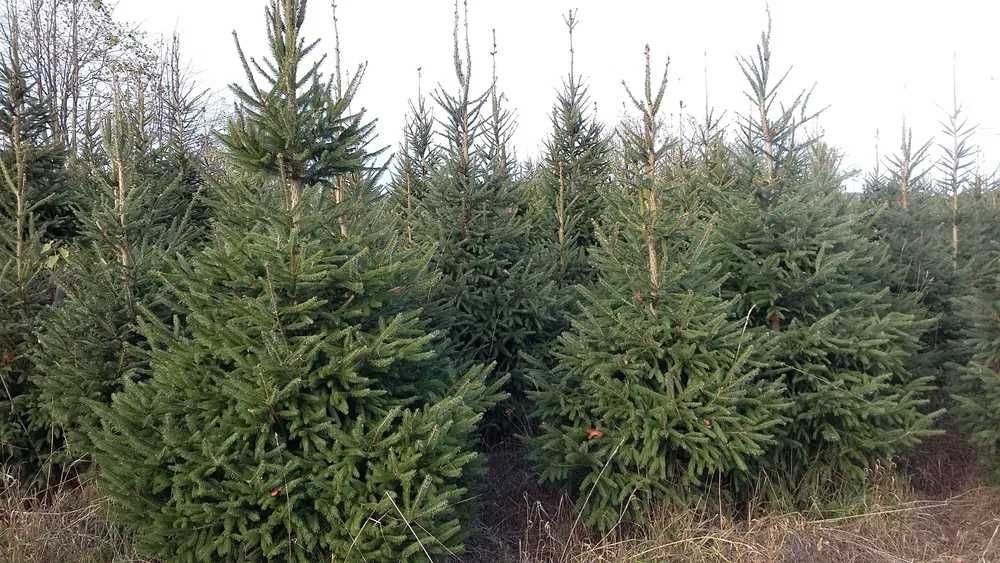 Choinki bożonarodzeniowe Świerk Pospolity plantacja