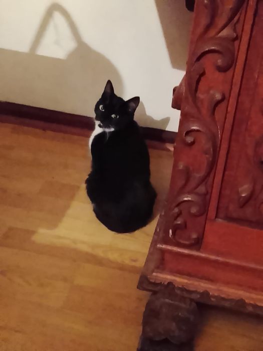 TATA- gatinha jovem e muito meiga para adoção responsável