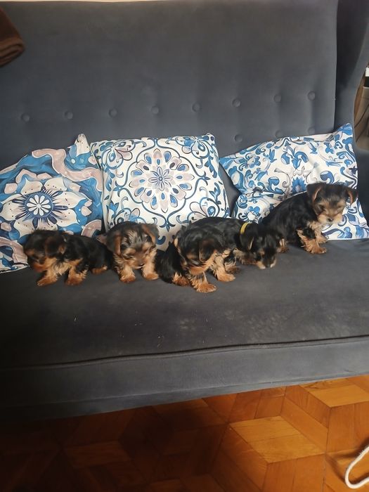 Yorkshire terrier