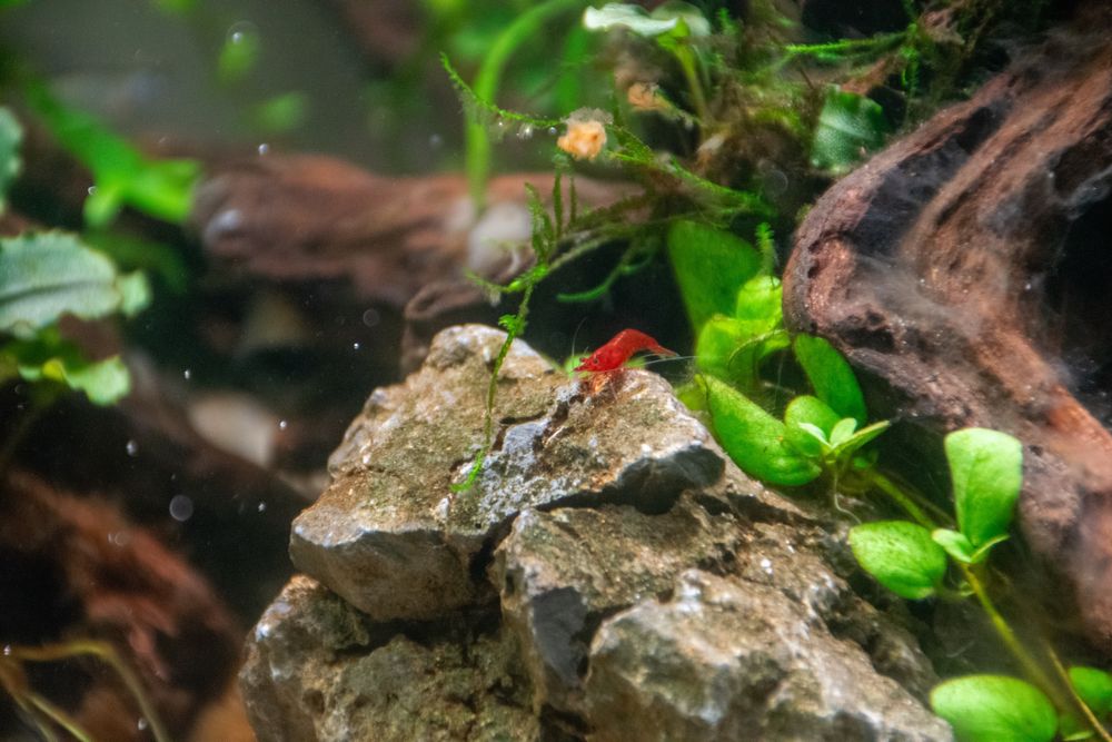 Neocaridinas Red Fire