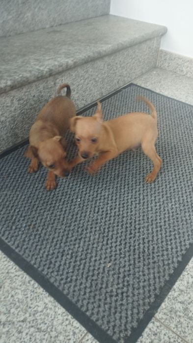 Pincher Zero desponivel para entregantrega