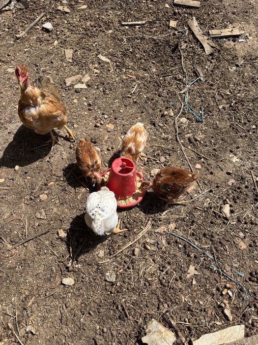 Poule de Campagne