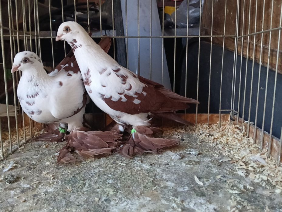 Gołębie widyny para