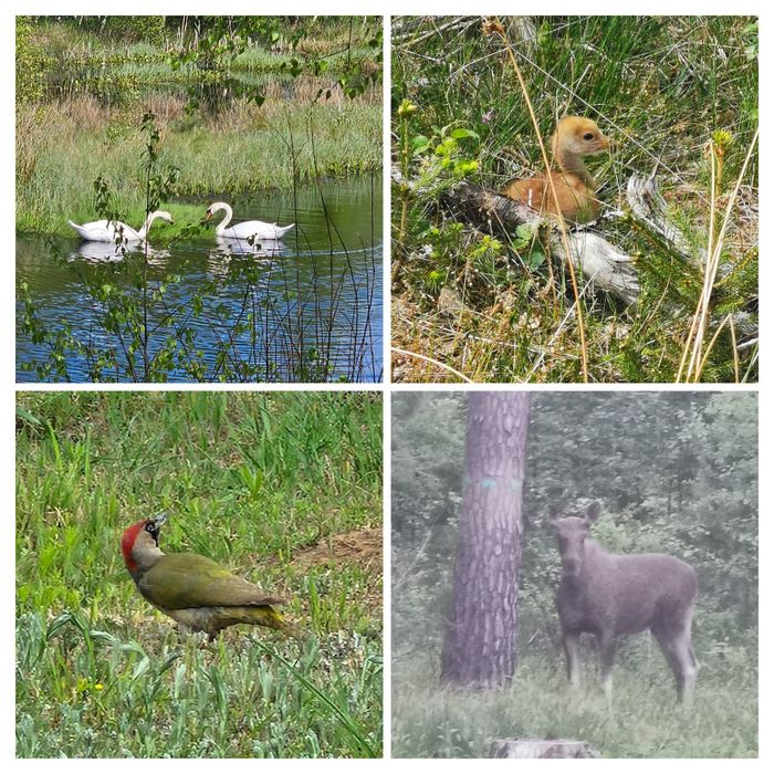 Bory Tucholskie Domek i dz. 1,5ha z lasem - wynajem na wyłączność