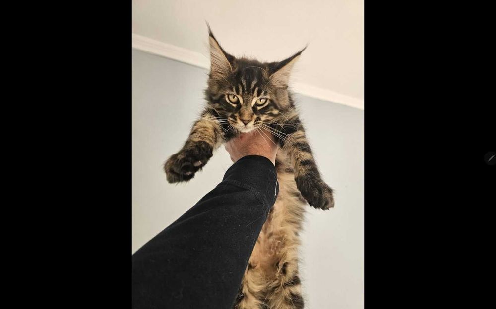 Маленьная рысь! Крупный котёнок с прививками!