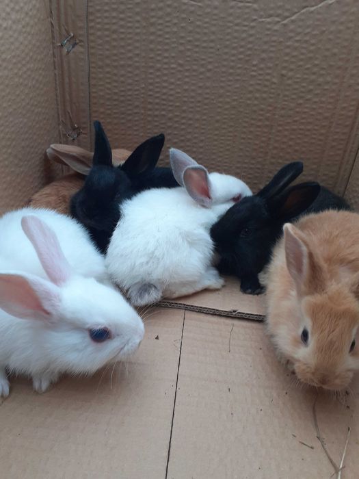 Кролики 1-но и 5-ти місячні