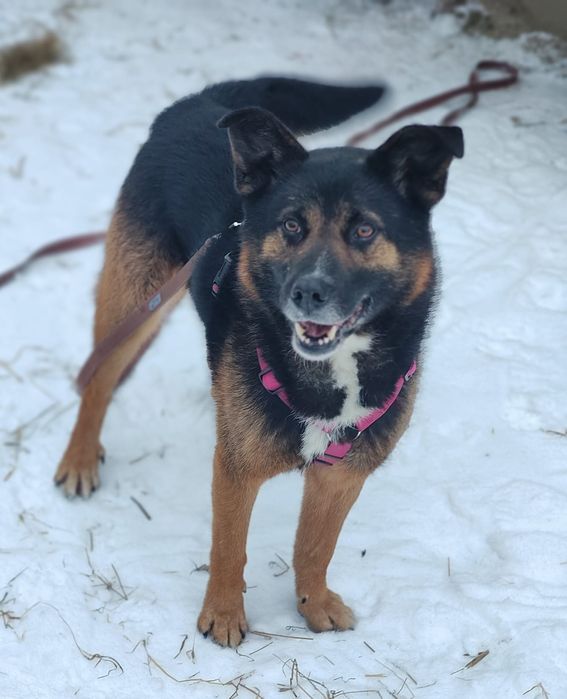 Feliks aktywny pies szuka własnej rodziny do adocji