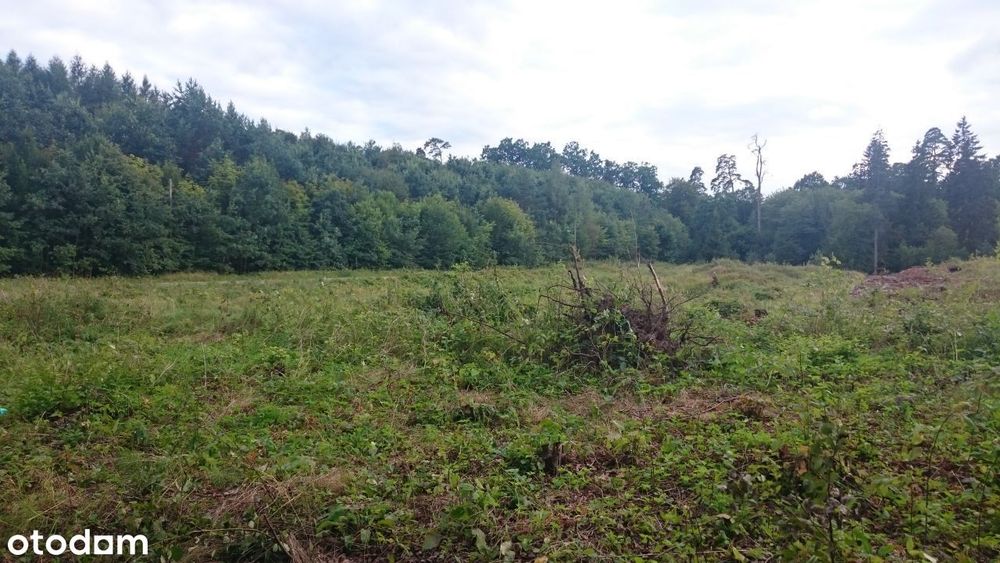 Sprzedam Atrakcyjne działki budowlane w lesie 4x1000 m2 albo 1,2 ha