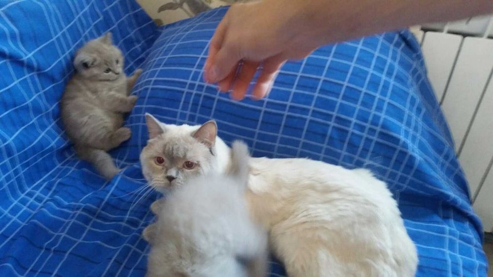 Британские котята