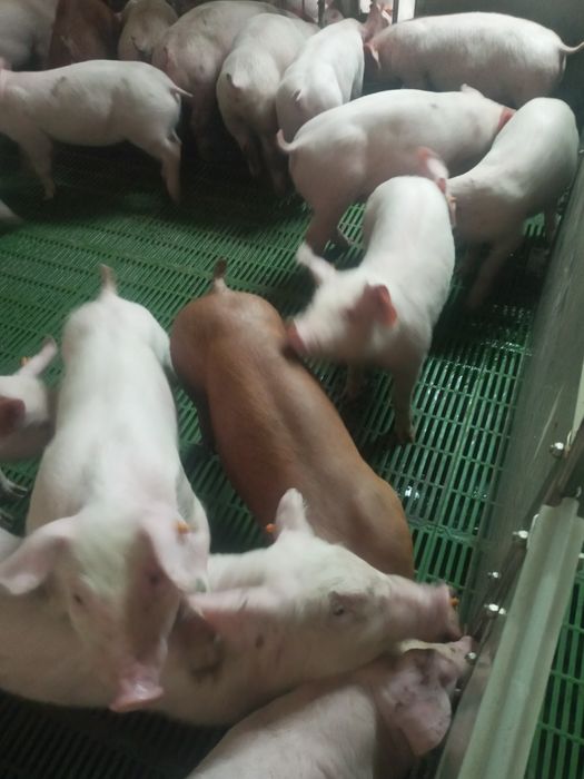 Продам поросята мясної породи