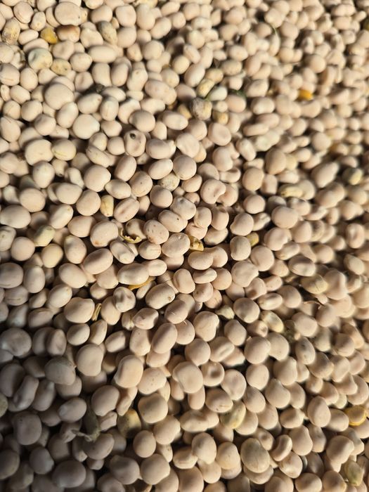 Łubin wąskolistny słodki