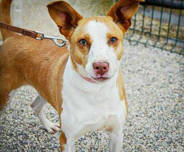 Caramela - cadela média para adoção