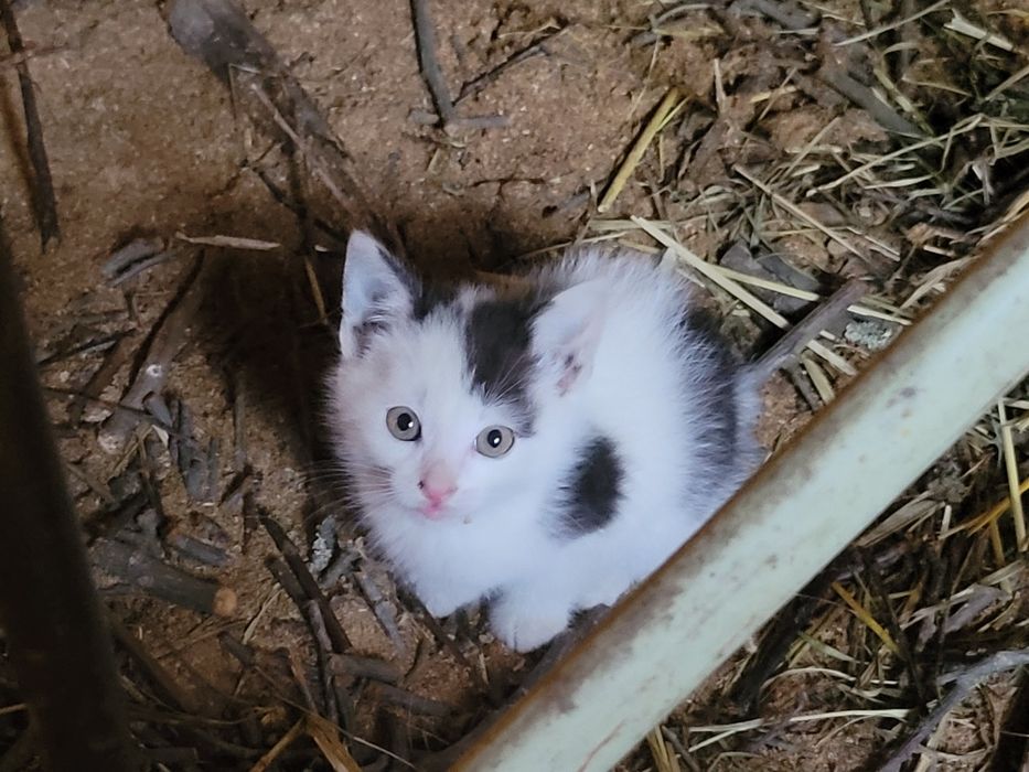 Oddam kotki w dobre ręce. Koło Starego Sącza