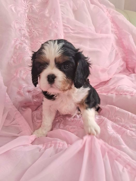 Cavalier King Charles Spaniel