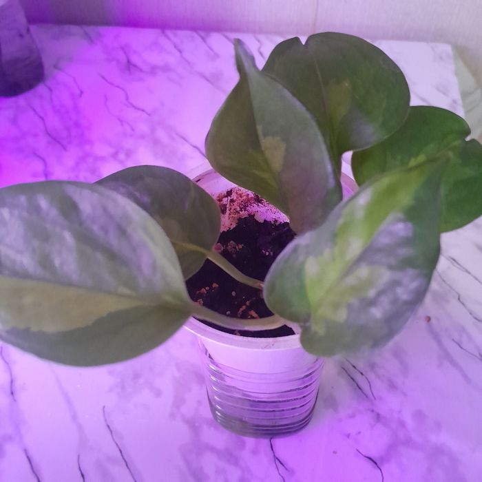 Сціндапсус епіпремн ум енжой . Білозелений . Неон жовтий . Сноу квін.