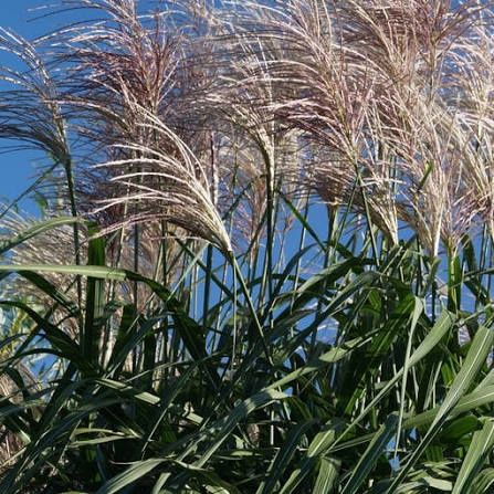 Miskant  Olbrzymi Meild rhizomy sadzonki