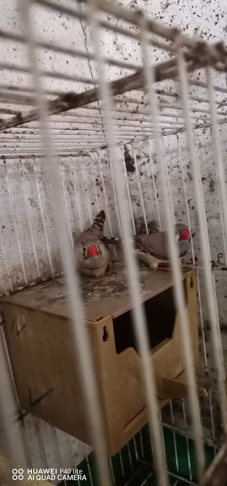 Vendo casais de mandarins