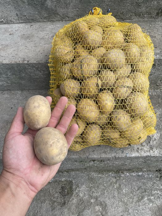 Ziamniaki jadalne żółte