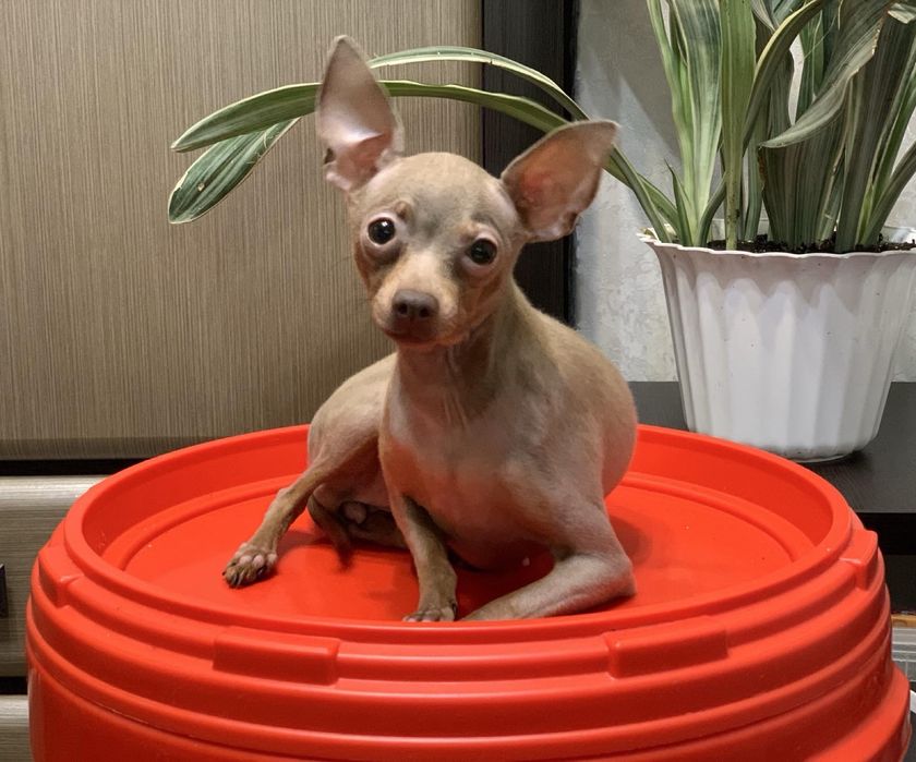 Той терьер для души