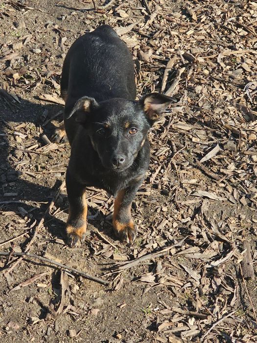 Oddam suczki w dobre ręce