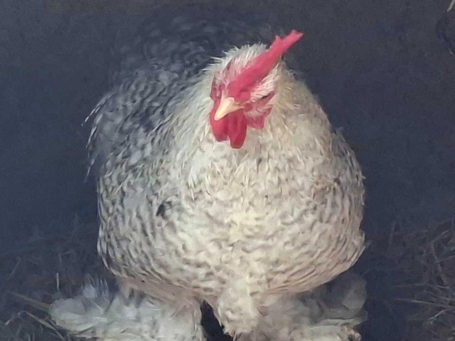 Vendo Galinhas de Pekin mutacoes
