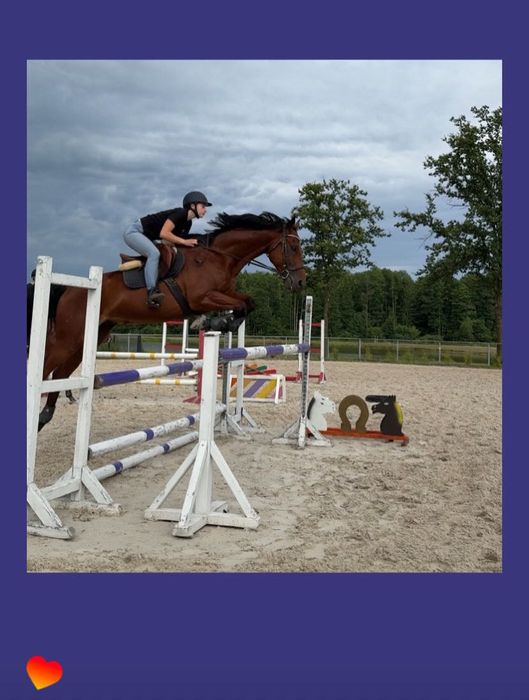 Kochany wałach wielkopolski, 6 letni misiek